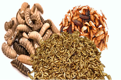 Black Soldier Fly Larvae Supplier and Exporter in Lagos, Nigeria BSF Larvae Producer and Supplier in Lagos, Nigeria