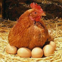 Old layer Chicken and Egg Supplier, Lagos, Nigeria