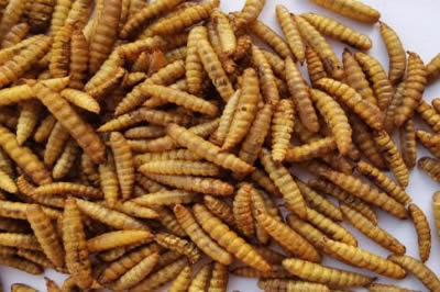 Dried BSF Larvae Supplier in Lagos, Nigeria