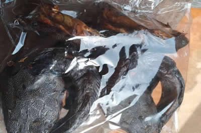 Processed Catfish Supplier in Lagos, Nigeria