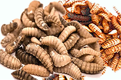 Fresh BSF Larvae Supplier in Lagos, Nigeria