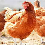 Old layer Chicken Supplier in Lagos, Nigeria