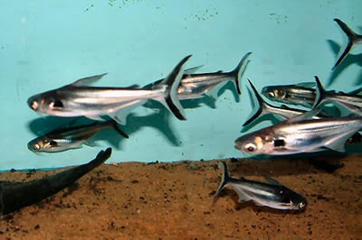Pangasius Juveniles Supplier in Nigeria