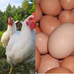 Chicken Farmer in Lagos, Nigeria