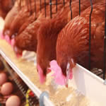 Chicken Supplier in Lagos, Nigeria